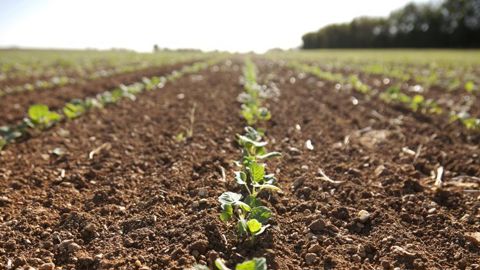 L’institut Terre Inovia travaille également sur le concept de « mérite agronomique », disponible en 2022 sur myVar. Avec l’ajout de nouveaux critères, ce dernier permettra de mieux choisir ses variétés. © S. Champion L’institut Terre Inovia travaille également sur le concept de « mérite agronomique », disponible en 2022 sur myVar. Avec l’ajout de nouveaux critères, ce dernier permettra de mieux choisir ses variétés. © S. Champion