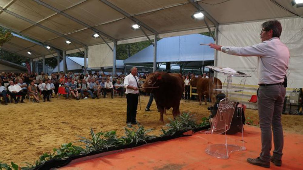 Jarrod, le dernier lot proposé aux enchères, part au Portugal pour 11 000 €. © M.-F. Malterre/GFA