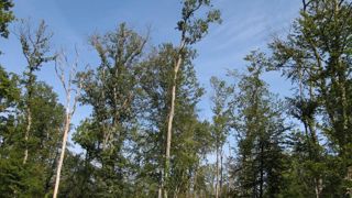 Le dépérissement gagne du terrain en France. Avec l’outil Deperis, il est possible de vérifier l’état général des forêts. © S. Gaudin Le dépérissement gagne du terrain en France. Avec l’outil Deperis, il est possible de vérifier l’état général des forêts. © S. Gaudin