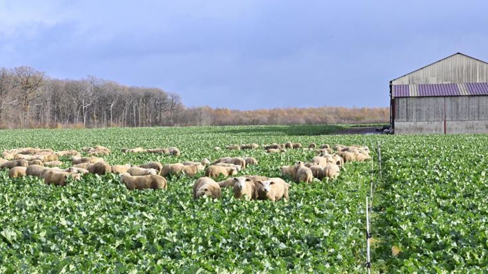 Les moutons ont séjourné sur la parcelle gérée au fil durant les mois de novembre et décembre 2020. Après le pâturage, les colzas ont perdu en moyenne 50 % de leur biomasse. © Laurent Jung