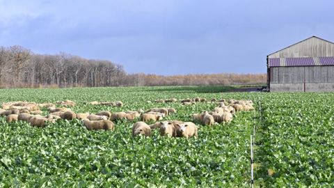 Les moutons ont séjourné sur la parcelle gérée au fil durant les mois de novembre et décembre 2020. Après le pâturage, les colzas ont perdu en moyenne 50 % de leur biomasse. © Laurent Jung