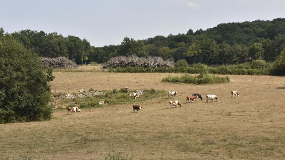 L’objectif est d’atteindre 30 % de taux de pénétration de l’assurance multirisque climatique en en arboriculture et prairies.©C.Faimali/GFA