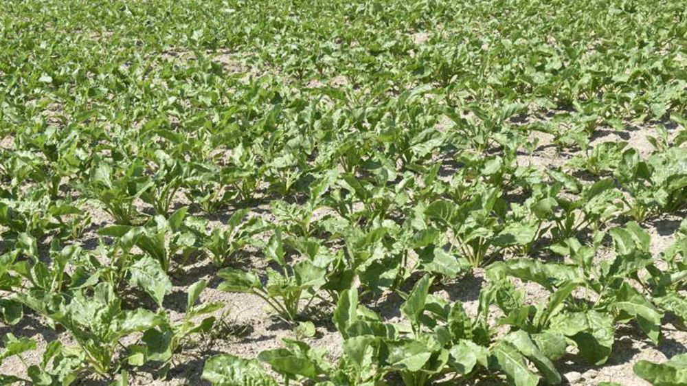 « À quelques semaines du début de la campagne, la FNEDT a déjà recensé près de 30 ETA situées dans 3 départements (51, 08 et 02) qui déplorent une perte sèche de chiffre d’affaires de 700 000 euros », souligne le communiqué de presse du 26 août 2021. © Cédric Faimali/GFA