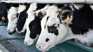 L’envol des cours des céréales et du colza amputent la rentabilité des éleveurs, dont le coût de l’aliment augmente mécaniquement. © Cédric Faimali/GFA L’envol des cours des céréales et du colza amputent la rentabilité des éleveurs, dont le coût de l’aliment augmente mécaniquement. © Cédric Faimali/GFA