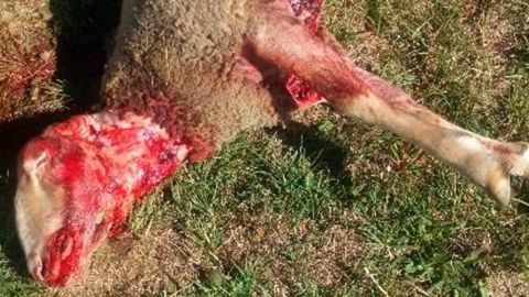 Les éleveurs de la Lozère ont subi trois attaques de loups en moins d’une semaine. © DR Les éleveurs de la Lozère ont subi trois attaques de loups en moins d’une semaine. © DR