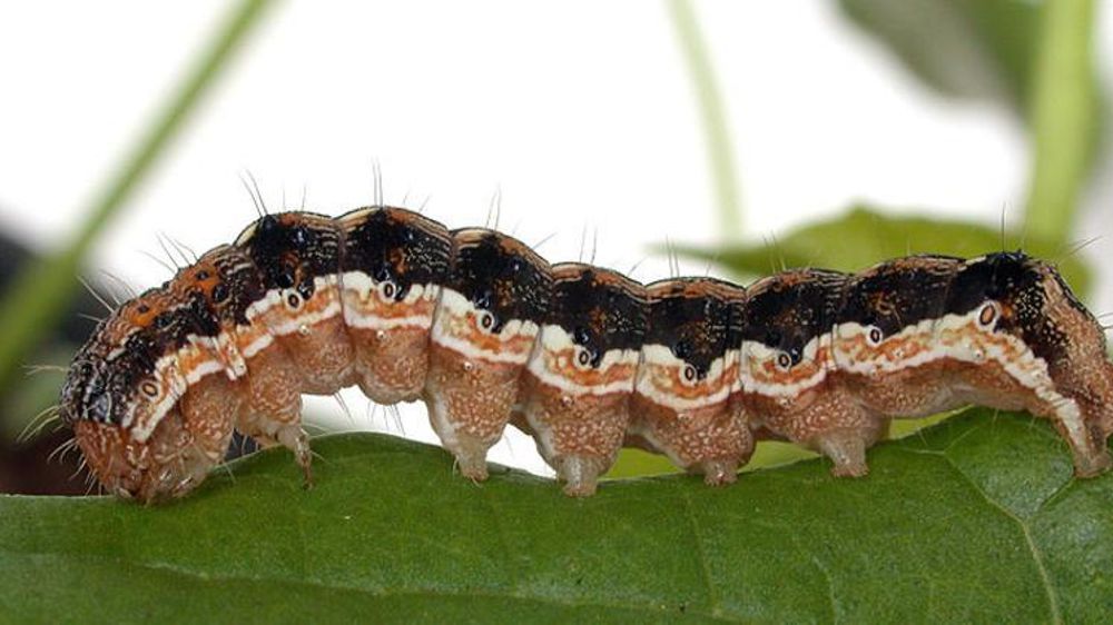 © Wikimedia Commons – Helicoverpa armigera