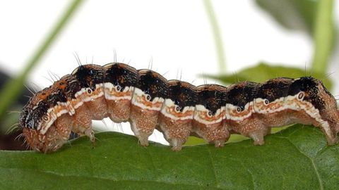 © Wikimedia Commons – Helicoverpa armigera © Wikimedia Commons – Helicoverpa armigera