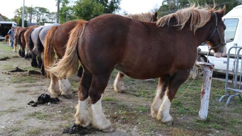 La moitié des chevaux proposés à la vente à la foire de Chénérailles (Creuse) était des chevaux de trait. © M.-F. Malterre/GFA