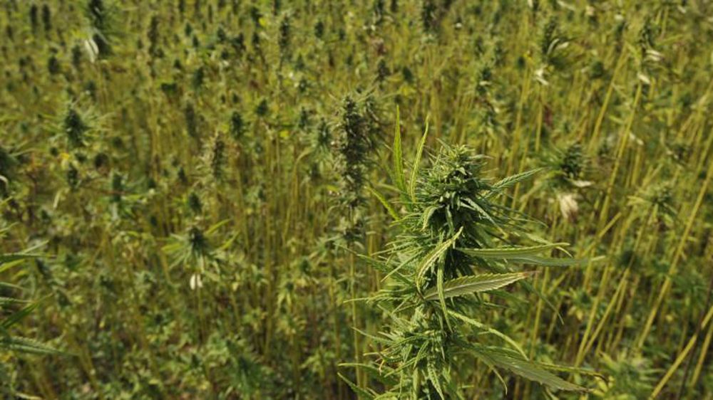 La question prioritaire de constitutionnalité, déposée par l’association française des producteurs de cannabinoïdes, a été renvoyée au Conseil constitutionnel par le Conseil d’État. © Cédric Faimali/GFA