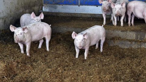 La Commission européenne ambitionne de présenter une proposition législative révisée aux États membres et au Parlement européen d’ici à deux ans. Pour Bruxelles, « le bien-être animal est un élément clé de la durabilité de notre chaîne alimentaire ». © C. Faimali/GFA La Commission européenne ambitionne de présenter une proposition législative révisée aux États membres et au Parlement européen d’ici à deux ans. Pour Bruxelles, « le bien-être animal est un élément clé de la durabilité de notre chaîne alimentaire ». © C. Faimali/GFA