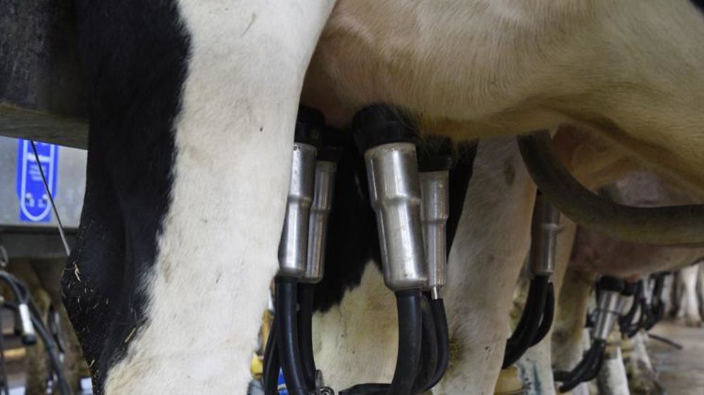 Les livraisons de lait de vache se sont redressées en août 2019. © C. Faimali/GFA