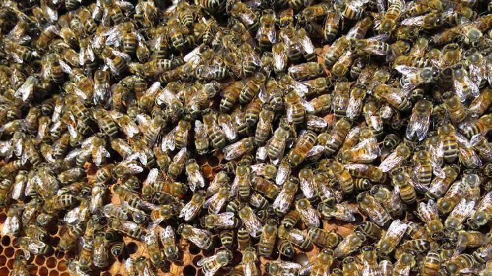 Photo d’illustration. © C. Fricotté/GFA