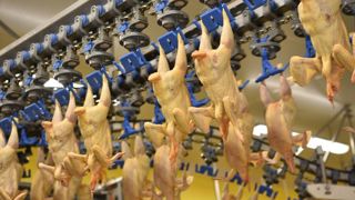 En France, en septembre 2021, les abattages de poulets ont progressé de 3,5 % en poids par rapport à septembre 2020. © Cédric Faimali/GFA En France, en septembre 2021, les abattages de poulets ont progressé de 3,5 % en poids par rapport à septembre 2020. © Cédric Faimali/GFA