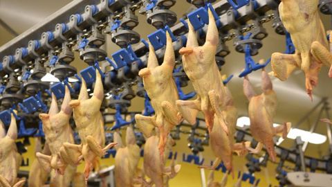 En France, en septembre 2021, les abattages de poulets ont progressé de 3,5 % en poids par rapport à septembre 2020. © Cédric Faimali/GFA En France, en septembre 2021, les abattages de poulets ont progressé de 3,5 % en poids par rapport à septembre 2020. © Cédric Faimali/GFA