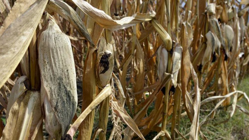 La répartition de la valeur a fait débat lors du Congrès du maïs 2021 à Tours. © Cédric Faimali/GFA