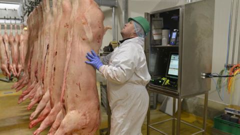 L’activité dans les abattoirs de porcs a augmenté en septembre par rapport à l’an dernier. © C. FaimalIi/GFA L’activité dans les abattoirs de porcs a augmenté en septembre par rapport à l’an dernier. © C. FaimalIi/GFA