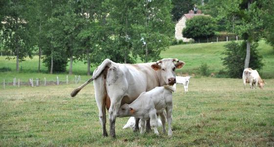 vache allaitante