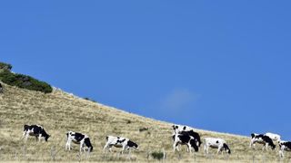 Le ministre de l’Agriculture doit se prononcer sur un transfert des aides du premier pilier vers le deuxième, pour financer notamment l’ICHN. © Jérôme Chabanne Le ministre de l’Agriculture doit se prononcer sur un transfert des aides du premier pilier vers le deuxième, pour financer notamment l’ICHN. © Jérôme Chabanne