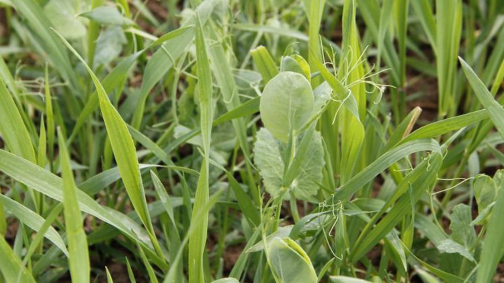 Triticale-pois. © H. Parisot/GFA 