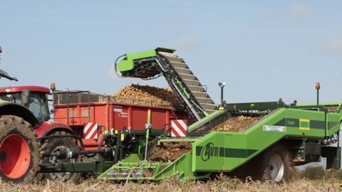 La production française de pommes de terre augmenterait de 10 % en 2019 par rapport à 2018, qui était une année décevante. © Pierre Peeters