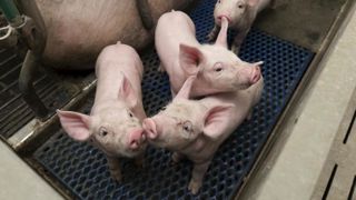 La prise en charge de la douleur lors de la castration des porceles pourrait faire l’objet d’une mesure gouvernementale dans les semaines à venir. La prise en charge de la douleur lors de la castration des porceles pourrait faire l’objet d’une mesure gouvernementale dans les semaines à venir.