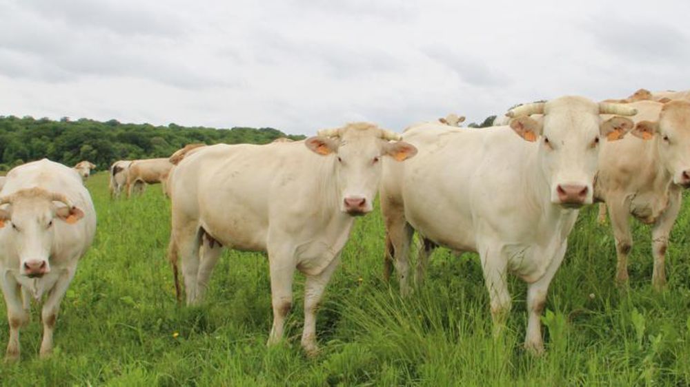 © V. Scarlakens/GFA