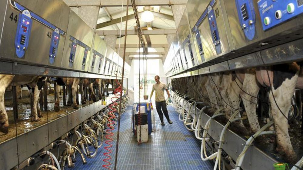 Exploitation de 1800 vaches laitières en Allemagne © C. Faimali/GFA