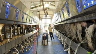 Exploitation de 1800 vaches laitières en Allemagne © C. Faimali/GFA Exploitation de 1800 vaches laitières en Allemagne © C. Faimali/GFA