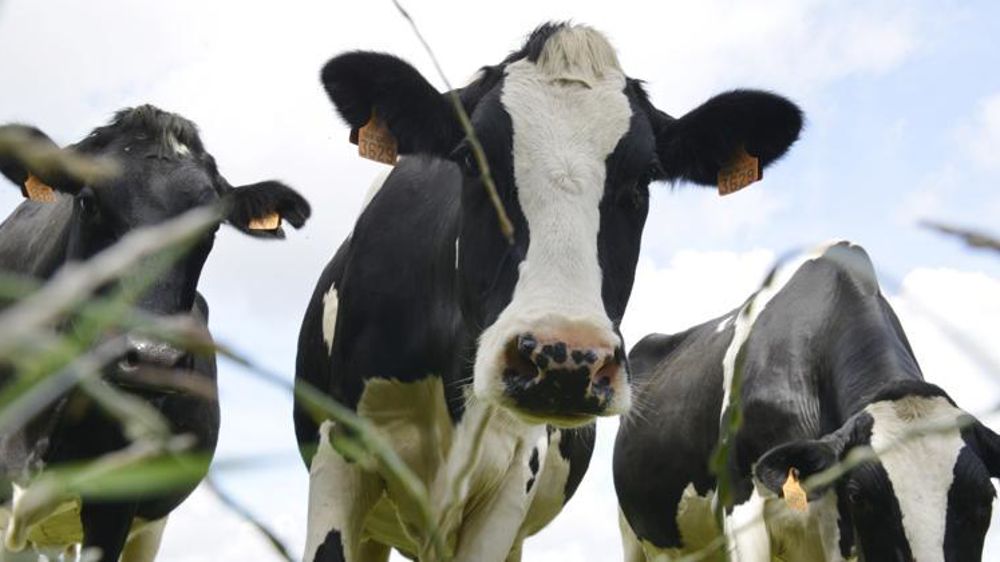 L’aide aux bovins laitiers est plafonnée à 40 vaches primées par exploitation (avec application de la transparence Gaec), hors zone de montagne et à 30 vaches en zone de montagne. © Cédric Faimali/GFA