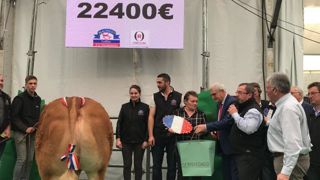 La championne de la vente aux enchères Prestige ce lundi 21 octobre, une génisse de 920 kg appartenant au Gaec Lathière de Saint-Mathieu (Haute-Vienne) @viandeorrouge La championne de la vente aux enchères Prestige ce lundi 21 octobre, une génisse de 920 kg appartenant au Gaec Lathière de Saint-Mathieu (Haute-Vienne) @viandeorrouge