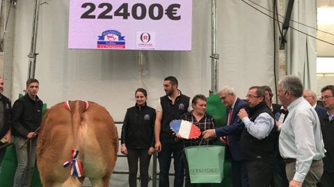 La championne de la vente aux enchères Prestige ce lundi 21 octobre, une génisse de 920 kg appartenant au Gaec Lathière de Saint-Mathieu (Haute-Vienne) @viandeorrouge La championne de la vente aux enchères Prestige ce lundi 21 octobre, une génisse de 920 kg appartenant au Gaec Lathière de Saint-Mathieu (Haute-Vienne) @viandeorrouge