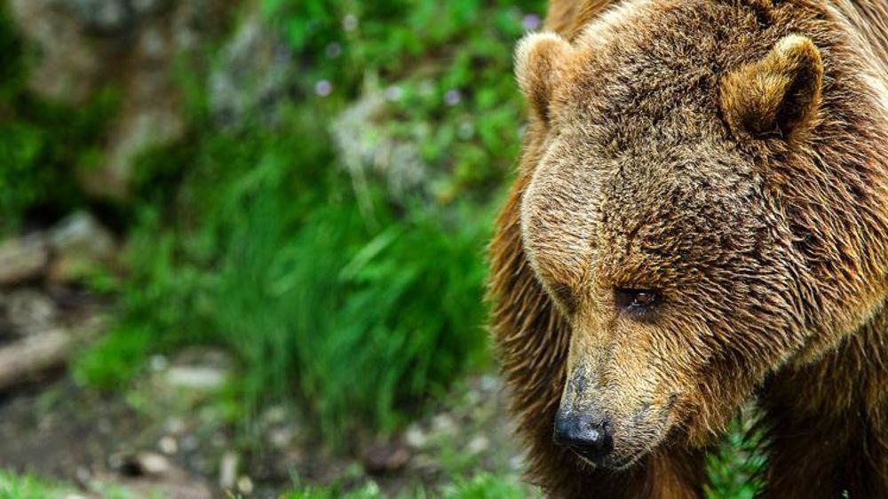 Photo d’illustration © Pixabay