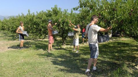 Spécifique au secteur agricole, le Tesa simplifié est particulièrement adapté à l’embauche de travailleurs occasionnels. © Stéphane Leitenberger Spécifique au secteur agricole, le Tesa simplifié est particulièrement adapté à l’embauche de travailleurs occasionnels. © Stéphane Leitenberger