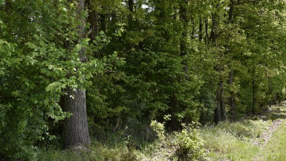 Les forêts occupent environ 55 % de la surface du parc national des forêts de Champagne et Bourgogne. © Cédric Faimali/GFA