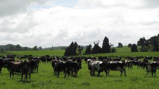 Depuis la première apparition de Mycoplasma bovis en Nouvelle-Zélande il y a dix mois, 26 000 bovins ont déjà été abattus.© C. Hiet/GFA Depuis la première apparition de Mycoplasma bovis en Nouvelle-Zélande il y a dix mois, 26 000 bovins ont déjà été abattus.© C. Hiet/GFA