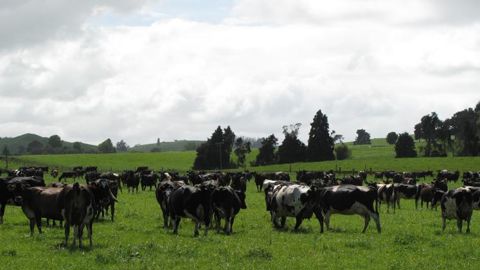 Depuis la première apparition de Mycoplasma bovis en Nouvelle-Zélande il y a dix mois, 26 000 bovins ont déjà été abattus.© C. Hiet/GFA Depuis la première apparition de Mycoplasma bovis en Nouvelle-Zélande il y a dix mois, 26 000 bovins ont déjà été abattus.© C. Hiet/GFA