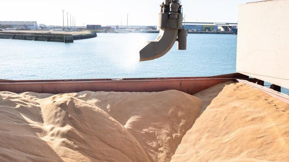 Le blé français a réussi à se placer face à son homologue russe dans des commandes égyptiennes. © C. Thiriet