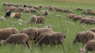 Le cours de l’agneau s’est maintenu à une moyenne de 8,04/kg carcasse en avril 2022. © T. Dhelin/GFA Le cours de l’agneau s’est maintenu à une moyenne de 8,04/kg carcasse en avril 2022. © T. Dhelin/GFA