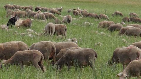 Le cours de l’agneau s’est maintenu à une moyenne de 8,04/kg carcasse en avril 2022. © T. Dhelin/GFA Le cours de l’agneau s’est maintenu à une moyenne de 8,04/kg carcasse en avril 2022. © T. Dhelin/GFA