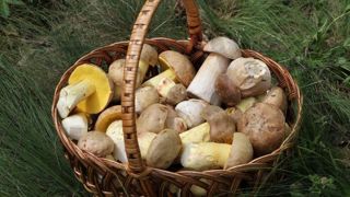 Panier de champignons, photo d’illustration. © pxhere Panier de champignons, photo d’illustration. © pxhere