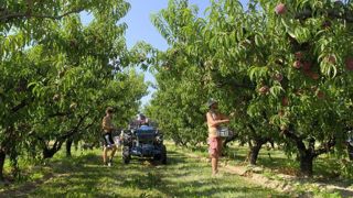 Les productions arboricoles nécessitent de la main-d’œuvre de façon ponctuelle. © Stéphane Leitenberger Les productions arboricoles nécessitent de la main-d’œuvre de façon ponctuelle. © Stéphane Leitenberger