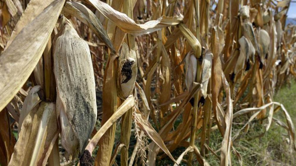 Alors que la récolte de maïs fourrage a commencé en Lorraine et dans les Pays de la Loire selon la Commission européenne, celle du maïs grain pourrait également avoir de l’avance cette année. © C. Faimali/GFA