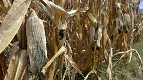 Alors que la récolte de maïs fourrage a commencé en Lorraine et dans les Pays de la Loire selon la Commission européenne, celle du maïs grain pourrait également avoir de l’avance cette année. © C. Faimali/GFA Alors que la récolte de maïs fourrage a commencé en Lorraine et dans les Pays de la Loire selon la Commission européenne, celle du maïs grain pourrait également avoir de l’avance cette année. © C. Faimali/GFA