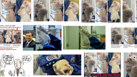 Recherche d’images sur Google des études décriées de G.E. Séralini sur les rats nourris au maïs OGM.