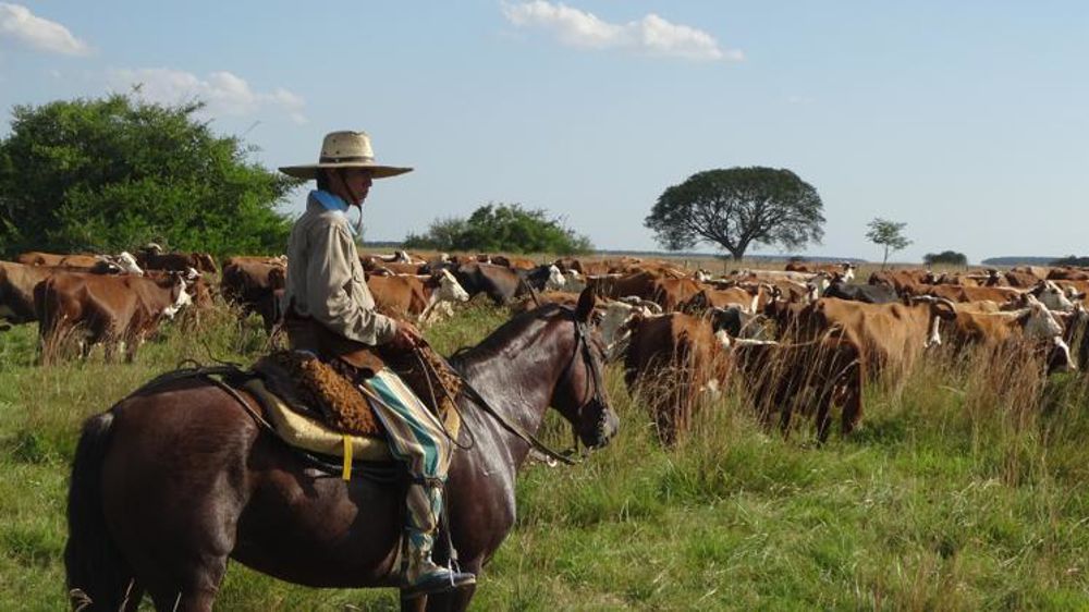 La filière bovine européenne est particulièrement inquiète de l’entrée en vigueur éventuelle de l’accord avec le Mercosur © Pixabay