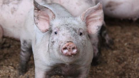 « La production chinoise de porc devrait encore diminuer de 10 à 15 % par rapport aux niveaux de 2019 », d’après la Rabobank. © Alain Cardinaux/GFA « La production chinoise de porc devrait encore diminuer de 10 à 15 % par rapport aux niveaux de 2019 », d’après la Rabobank. © Alain Cardinaux/GFA