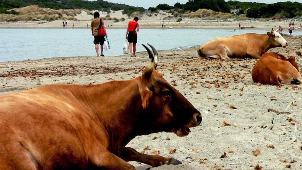 Six personnes sont mises en examen pour « escroquerie en bande organisée et blanchiment en bande organisée » en Corse. © Flickr