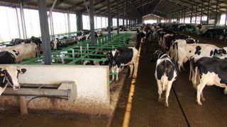 La ferme des 1 000 vaches. © T. Dhelin/GFA La ferme des 1 000 vaches. © T. Dhelin/GFA