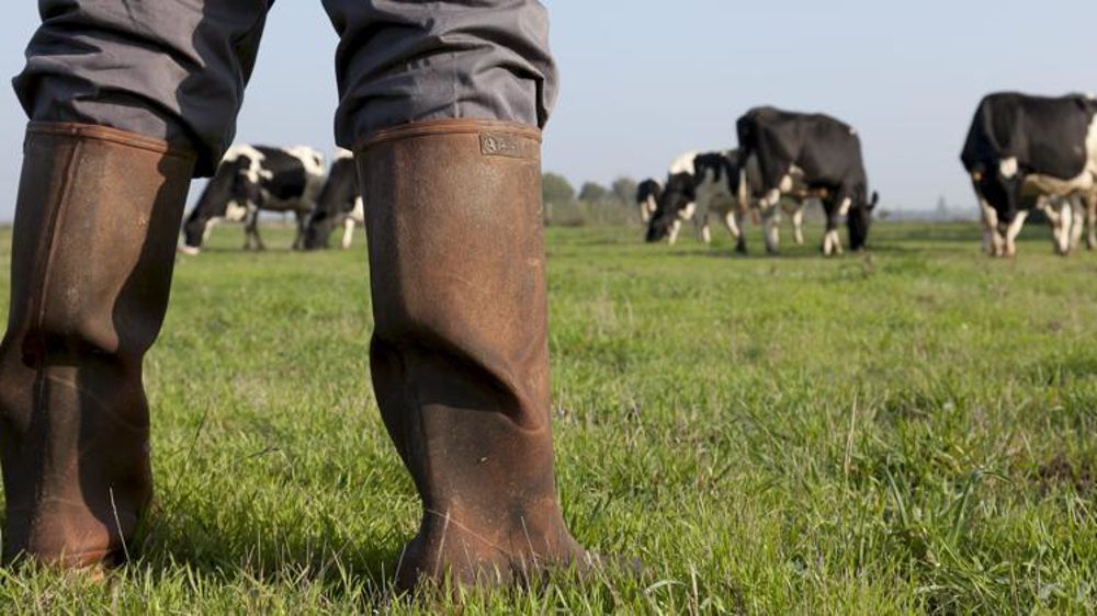 372 agriculteurs se sont suicidés en 2015. Les éleveurs restent les plus touchés. © Sébastien Champion