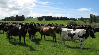 Troupeau de vaches laitières en Nouvelle-Zélande. © Carole Hiet/GFA Troupeau de vaches laitières en Nouvelle-Zélande. © Carole Hiet/GFA